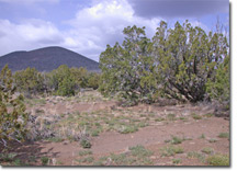 10 acres in Flagstaff