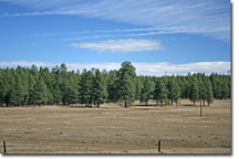 Flagstaff Horse Property